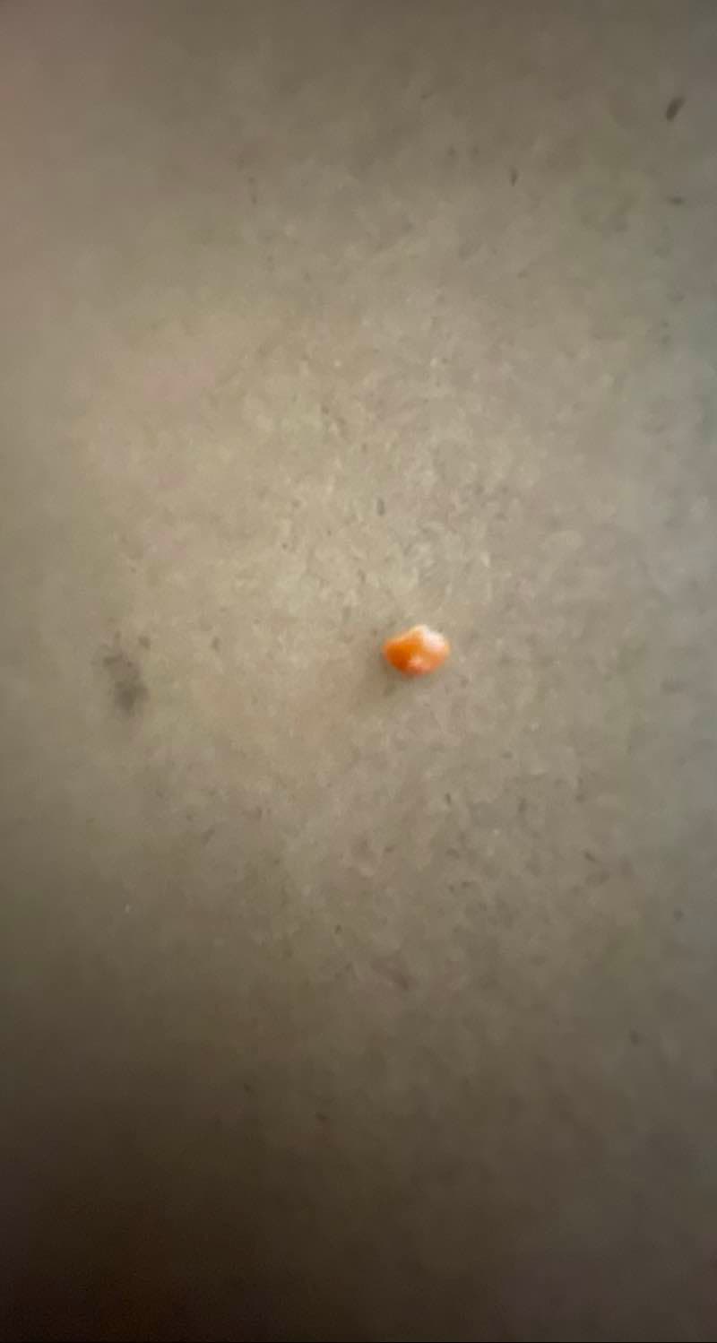 Natural Coral Gemstone
