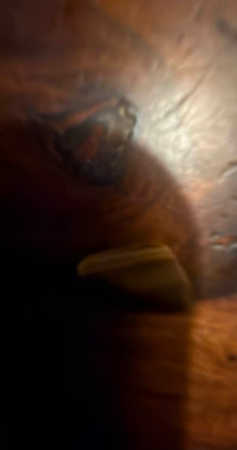 Tiger's Eye